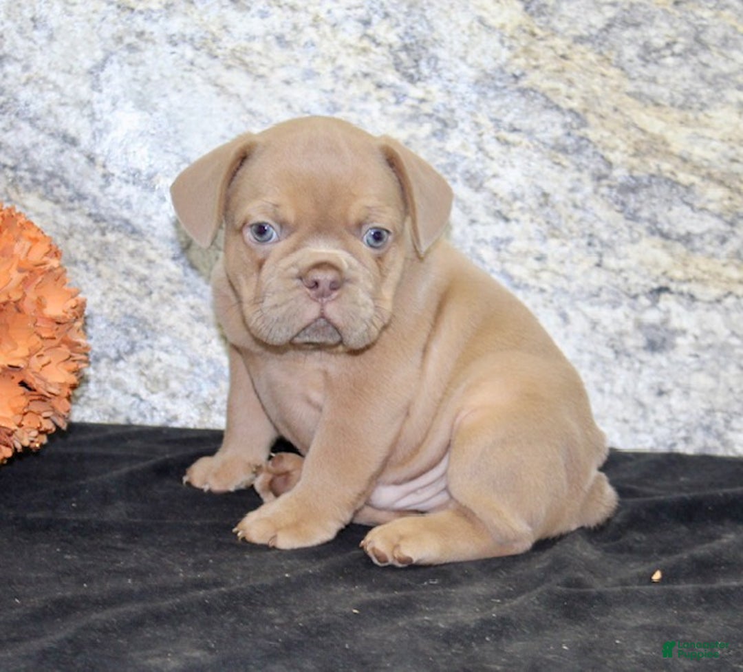 French Bulldog dogs for sale: Dallas - Ad 5