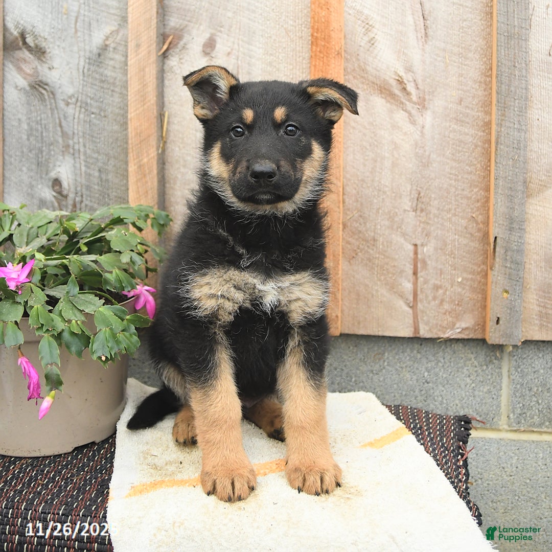 German Shepherd dogs for sale: Duke - Ad 3