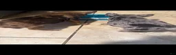 French Bulldog dogs for sale: French Bulldog 4 - Ad 2