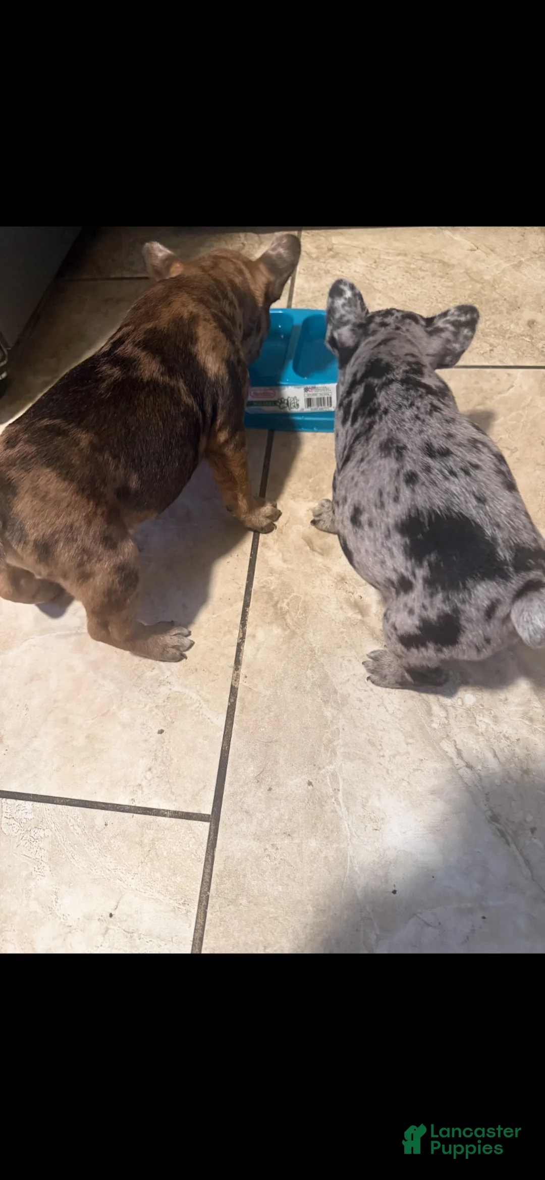 French Bulldog dogs for sale: French Bulldog 4 - Ad 2