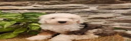 Mini Bernedoodle dogs for sale: ESME - FEMALE Mini Bernedoodle 4 - Ad 20