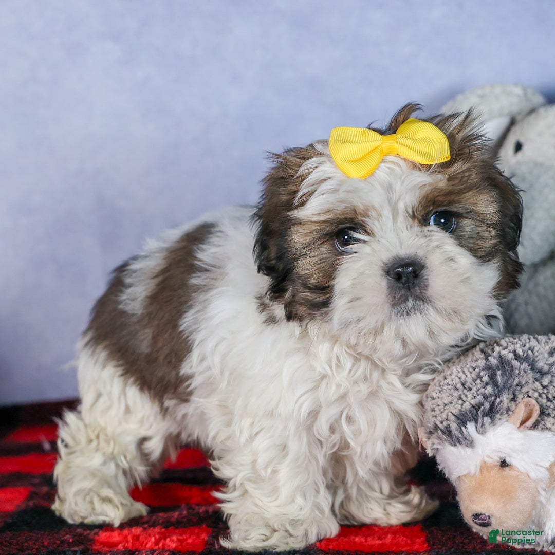 Shih Tzu dogs for sale: MICKEY - Ad 7