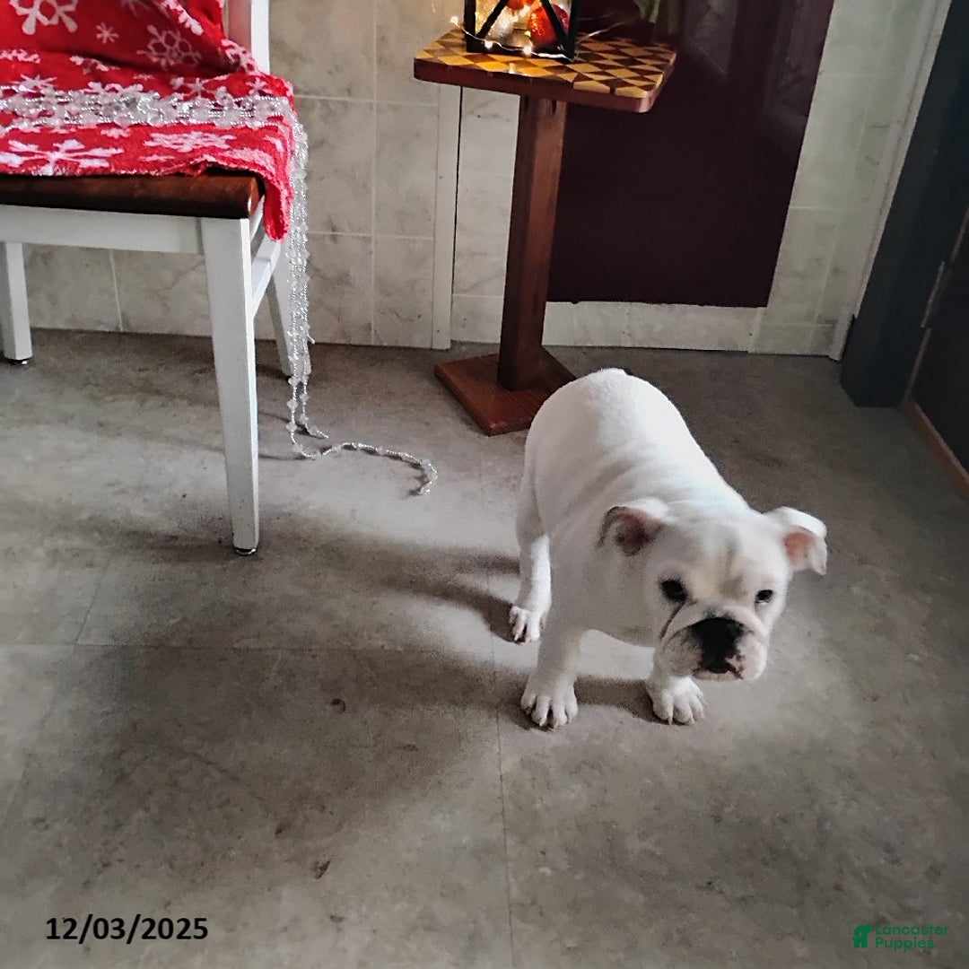 English Bulldog dogs for sale: Rayna - Ad 7