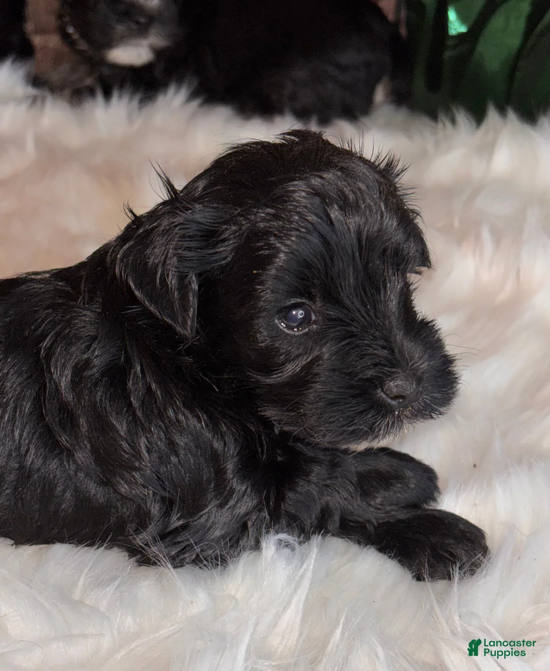 Miniature Schnauzer dogs for sale: Little Doll - Ad 5