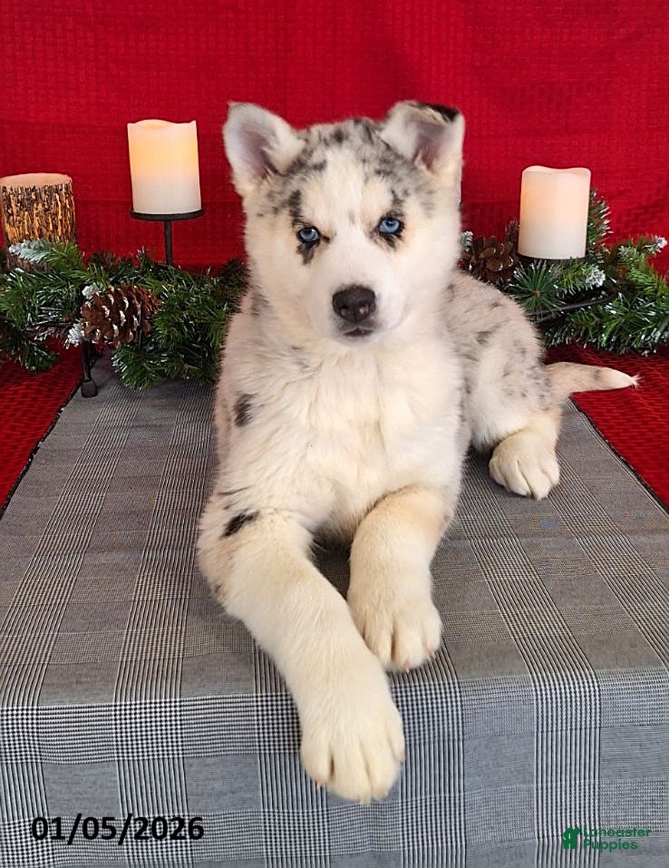 Gerberian Shepsky dogs Cali  - Ad 3