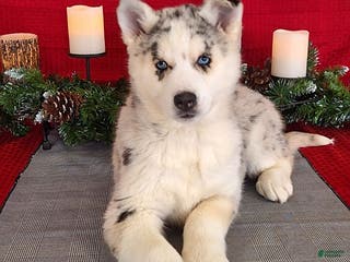 Gerberian Shepsky dogs Cali - Ad 3