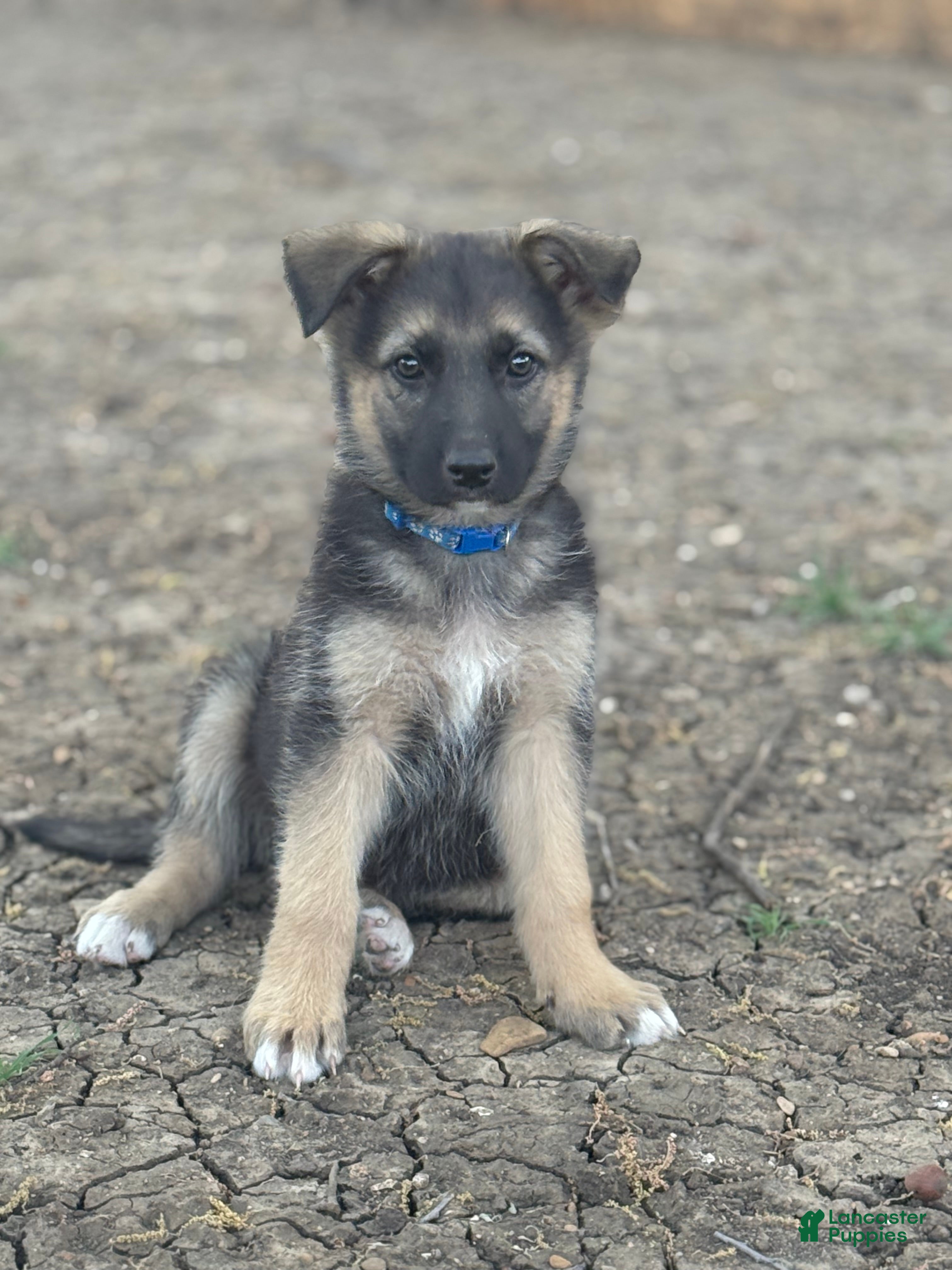 German Shepherd dogs Blue - Ad 18