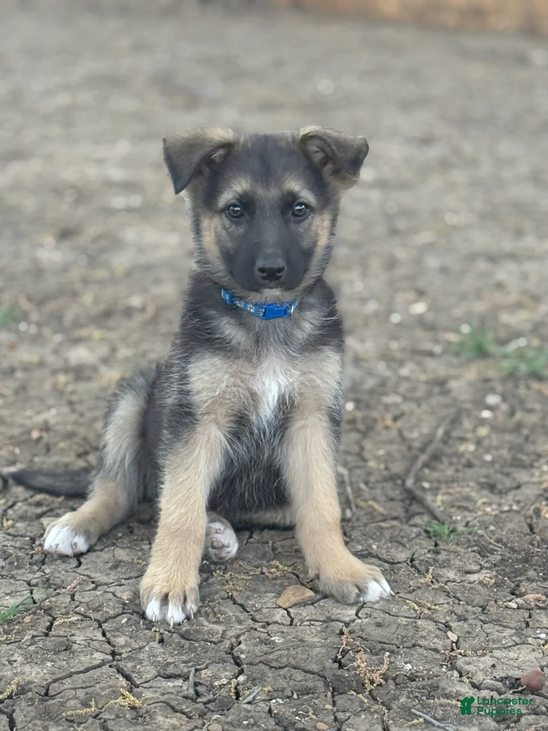 German Shepherd dogs for sale: Blue - Ad 1