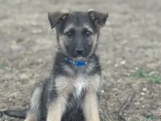German Shepherd dogs Blue - Ad 18