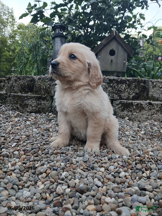 Golden Retriever dogs Ruthie - Ad 2