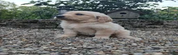 Golden Retriever dogs for sale: Ruthie - Ad 2