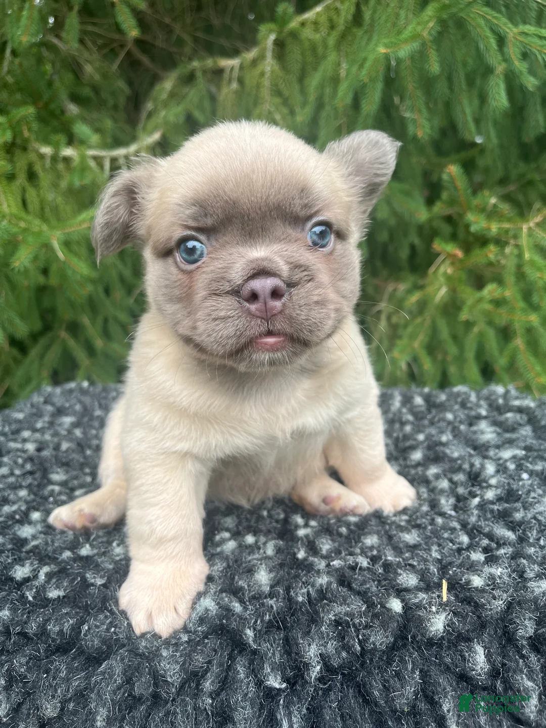 French Bulldog dogs for sale: Milo - Ad 3