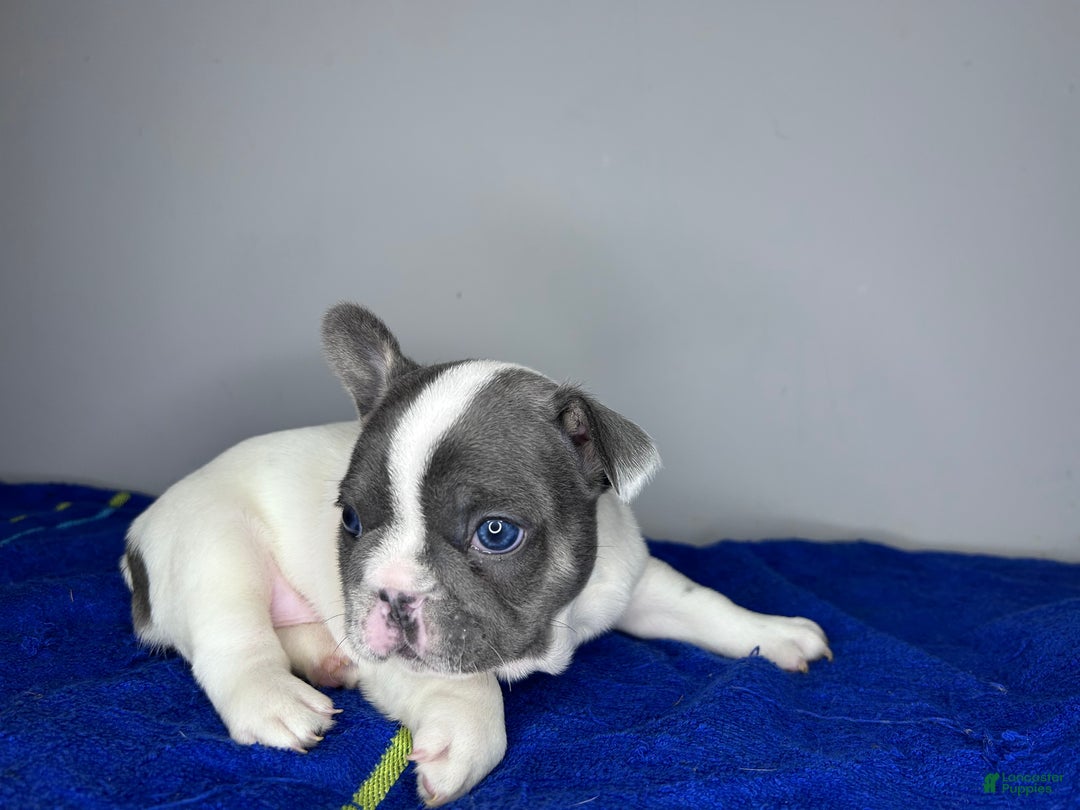 French Bulldog dogs for sale: French Bulldog Puppy 1 - Ad 1
