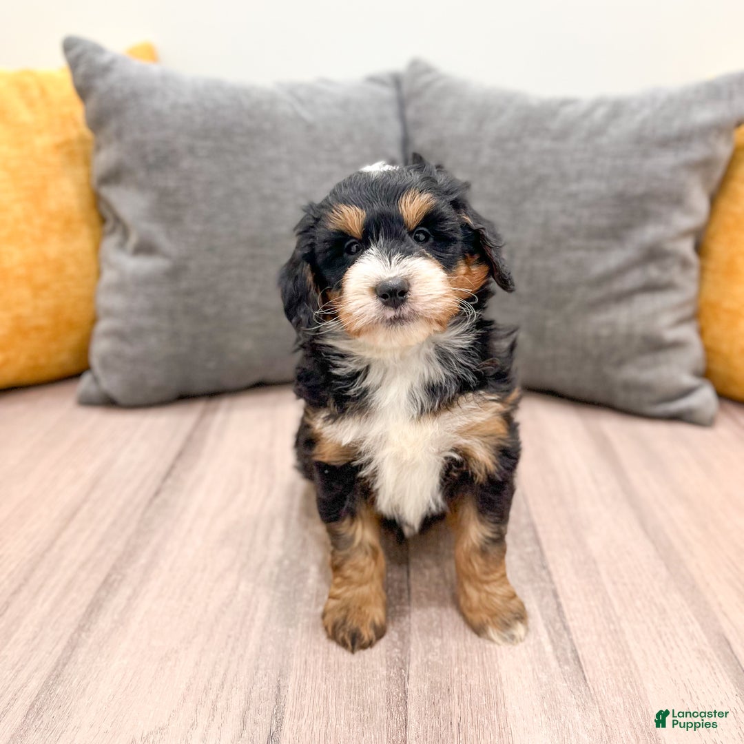 Mini Bernedoodle dogs for sale: Mia - Ad 8