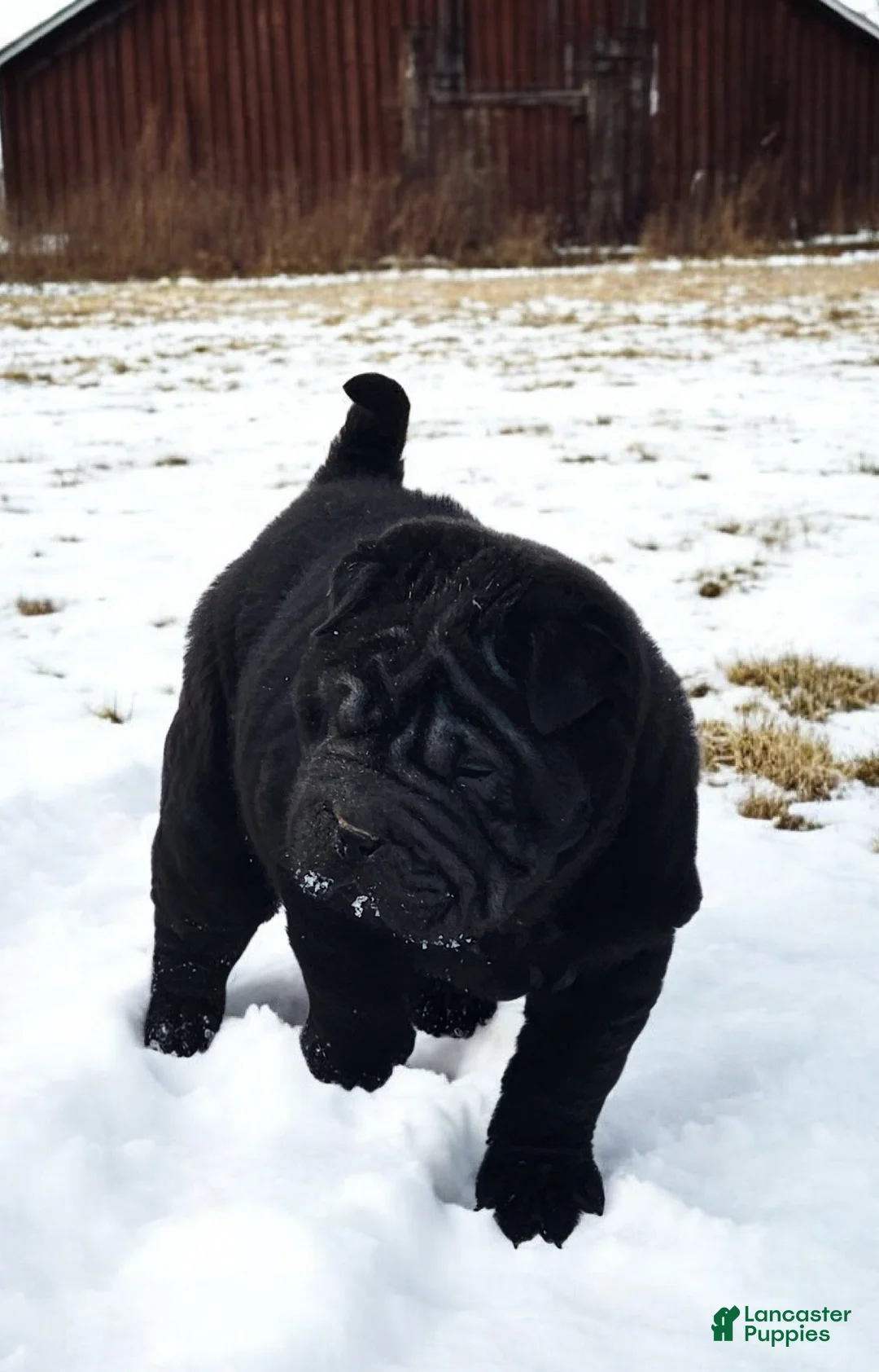 Shar Pei dogs for sale: Raven mini  - Ad 13