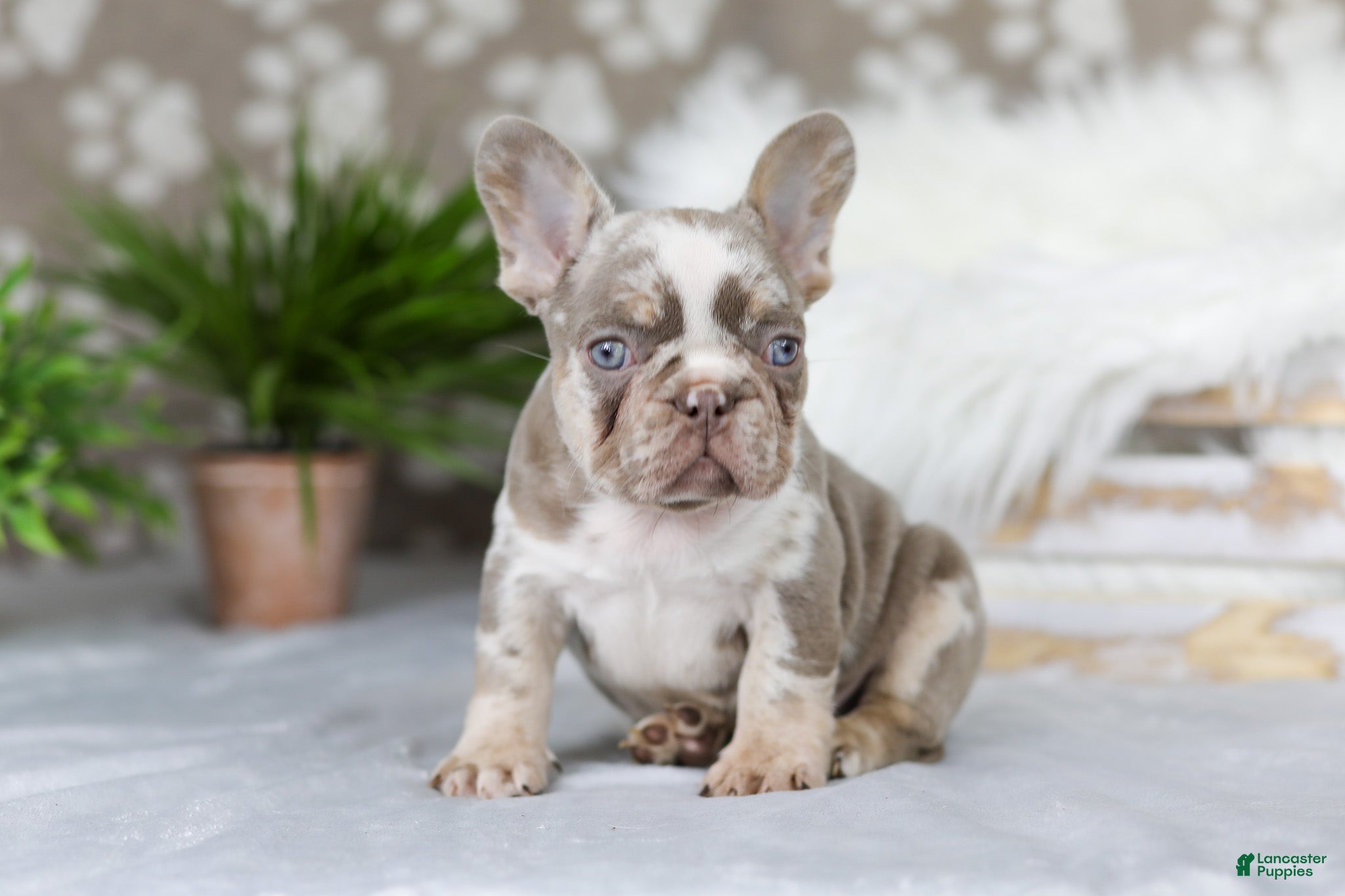 French Bulldog dogs Pearl - Ad 1
