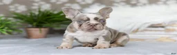 French Bulldog dogs for sale: Pearl - Ad 1