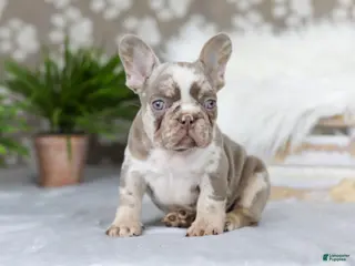 French Bulldog dogs for sale: Pearl - Ad 1