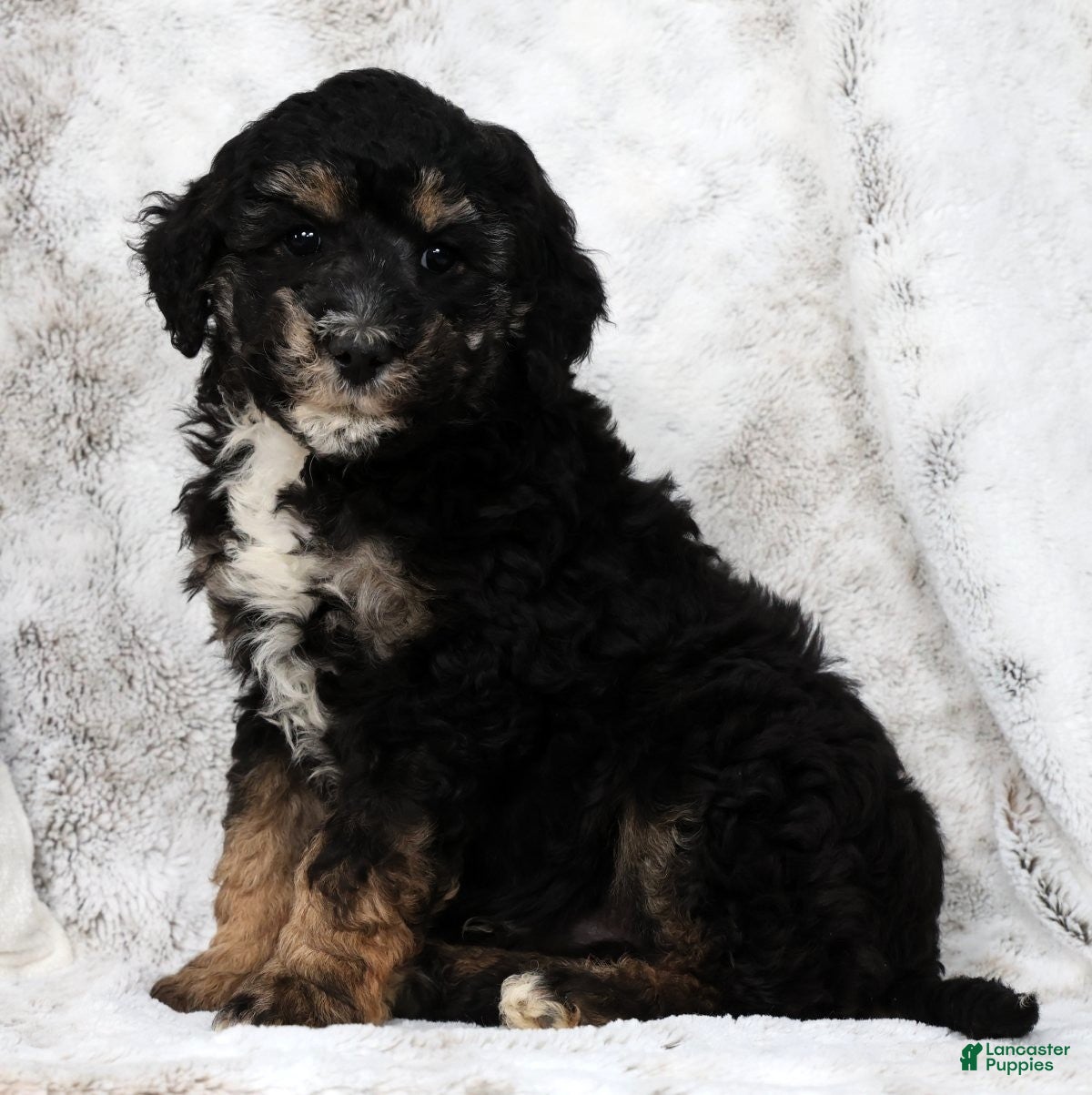 Mini Bernedoodle dogs Duke - Ad 1