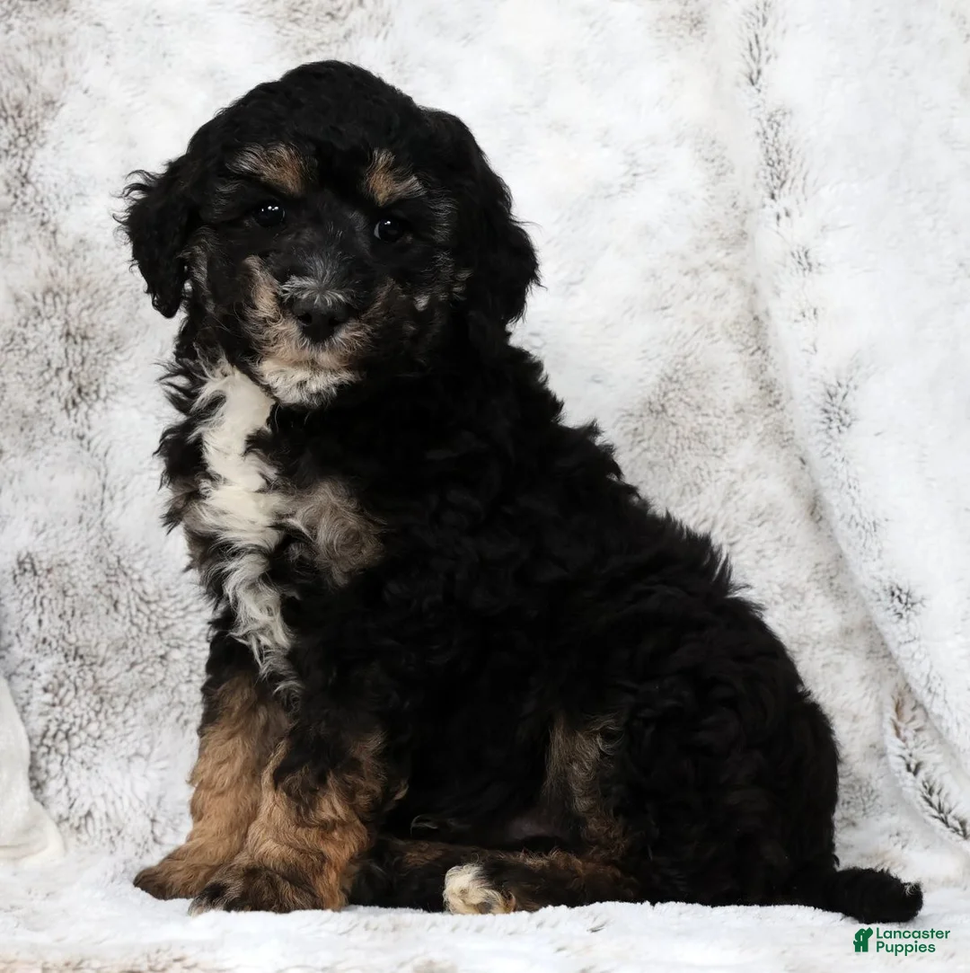 Mini Bernedoodle dogs for sale: Duke - Ad 1