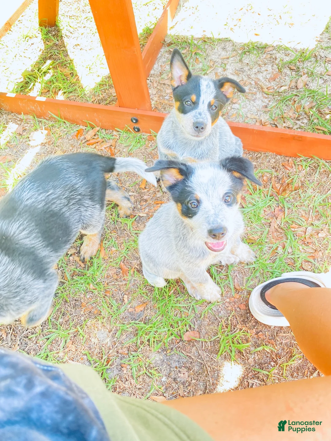 Australian Cattle Dog dogs for sale: Miss Coon - Ad 2
