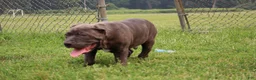 Cane Corso dogs for sale: Mr. Miyagi  - Ad 15