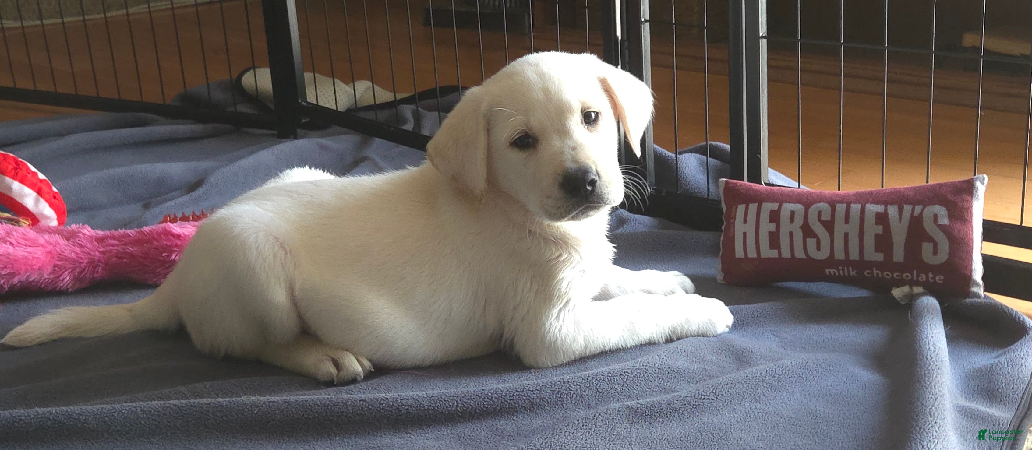 Labrador Retriever dogs Male 2 - Ad 2