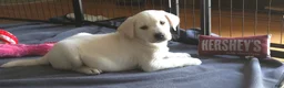 Labrador Retriever dogs for sale: Male 2 - Ad 2