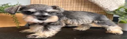 Miniature Schnauzer dogs for sale: Teddy - Ad 8