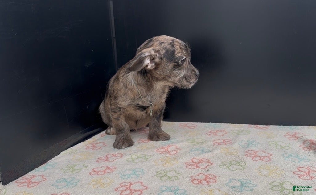 Mixed Breed dogs Indigo - Ad 2