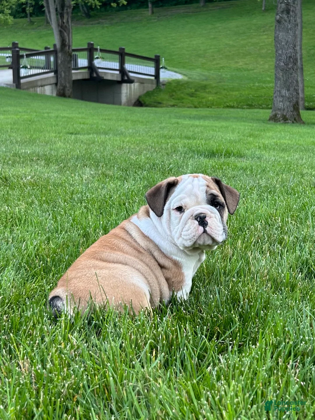 English Bulldog dogs for sale: Zaxton - Ad 2