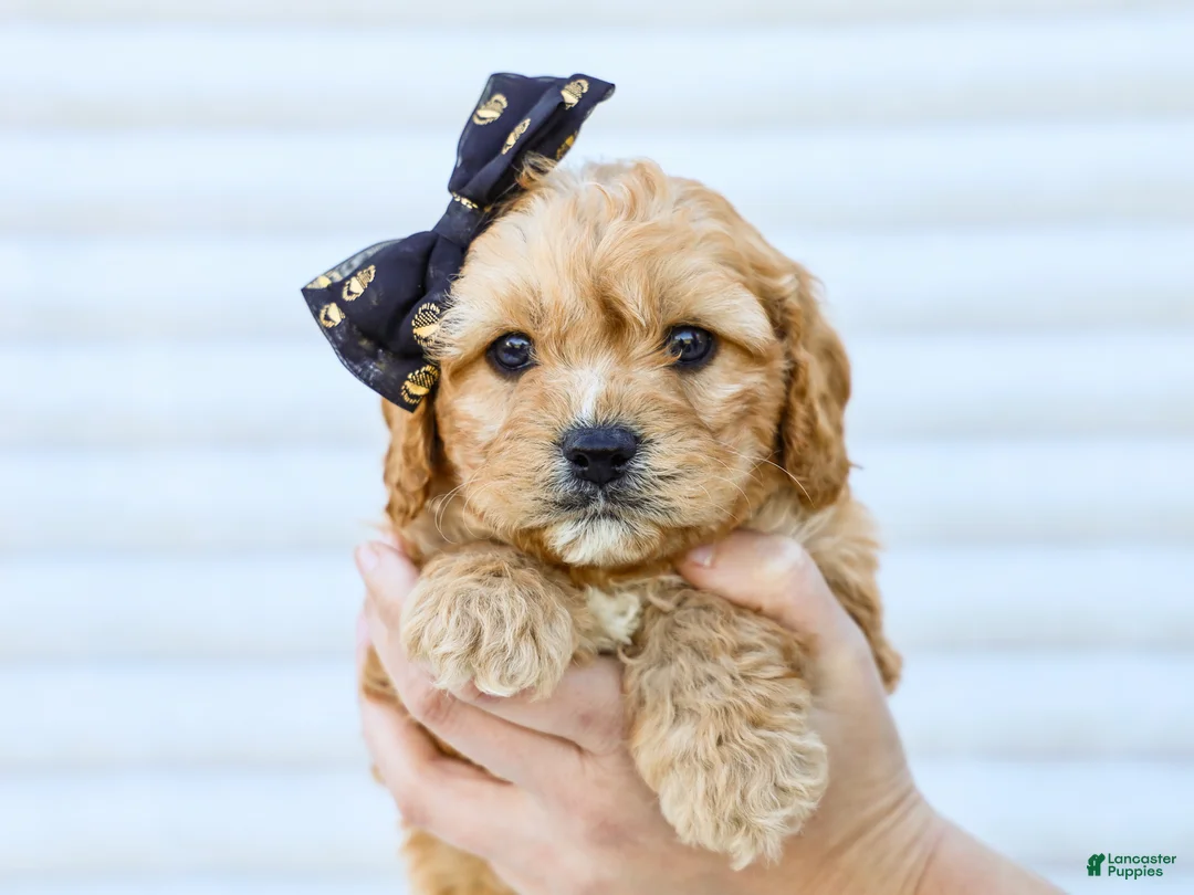 Cavapoo dogs for sale: Bruce - Ad 3