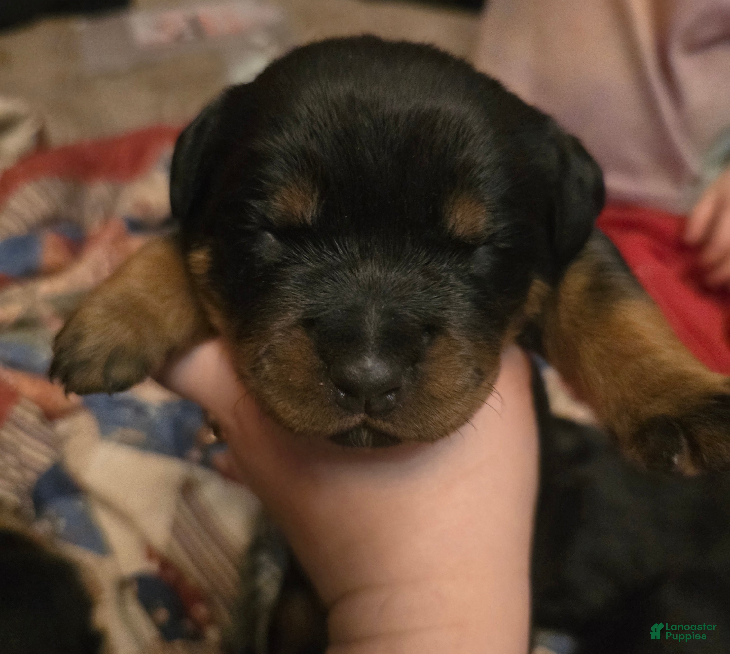Rottweiler dogs Rottweiler green collar Puppy 1 - Ad 22