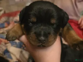 Rottweiler dogs Rottweiler green collar Puppy 1 - Ad 22