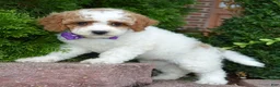 Cavapoo dogs for sale: Cora - Ad 11