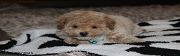 Bichpoo dogs for sale: Skylar - Ad 2