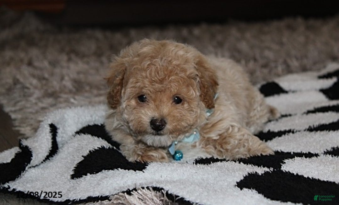 Bichpoo dogs for sale: Skylar - Ad 2
