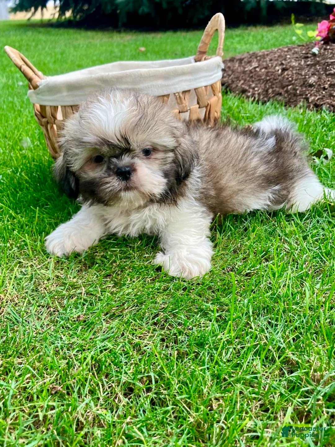 Shih Tzu dogs for sale: Jessa - Ad 6