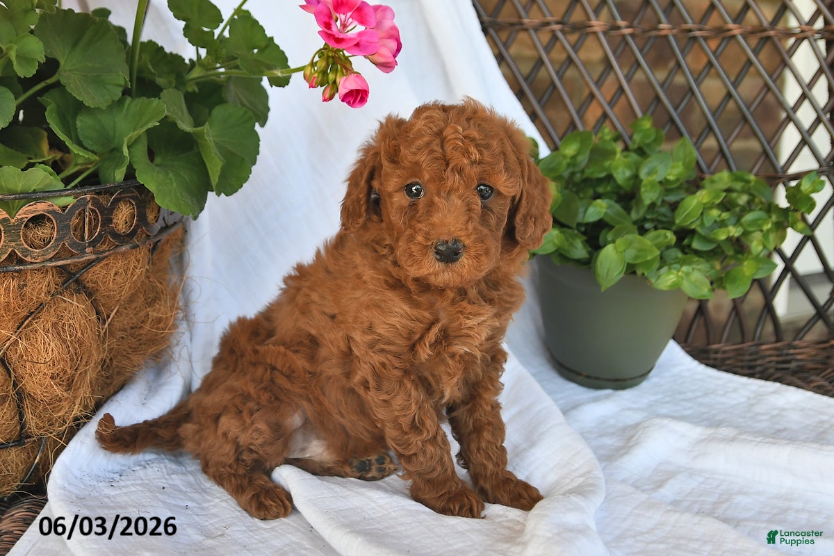 Mini Goldendoodle dogs for sale: Mo - Ad 5