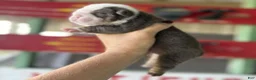 English Bulldog dogs for sale: Loretta, Lilac Tri - Ad 1
