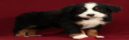 Bernese Mountain Dog dogs for sale: King - Ad 1