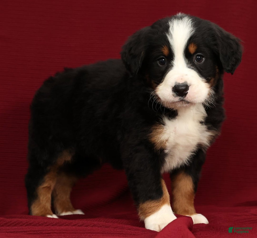 Bernese Mountain Dog dogs for sale: King - Ad 1