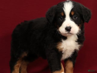 Bernese Mountain Dog dogs King - Ad 40