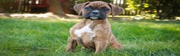 Boxer dogs for sale: Gemma - Ad 5