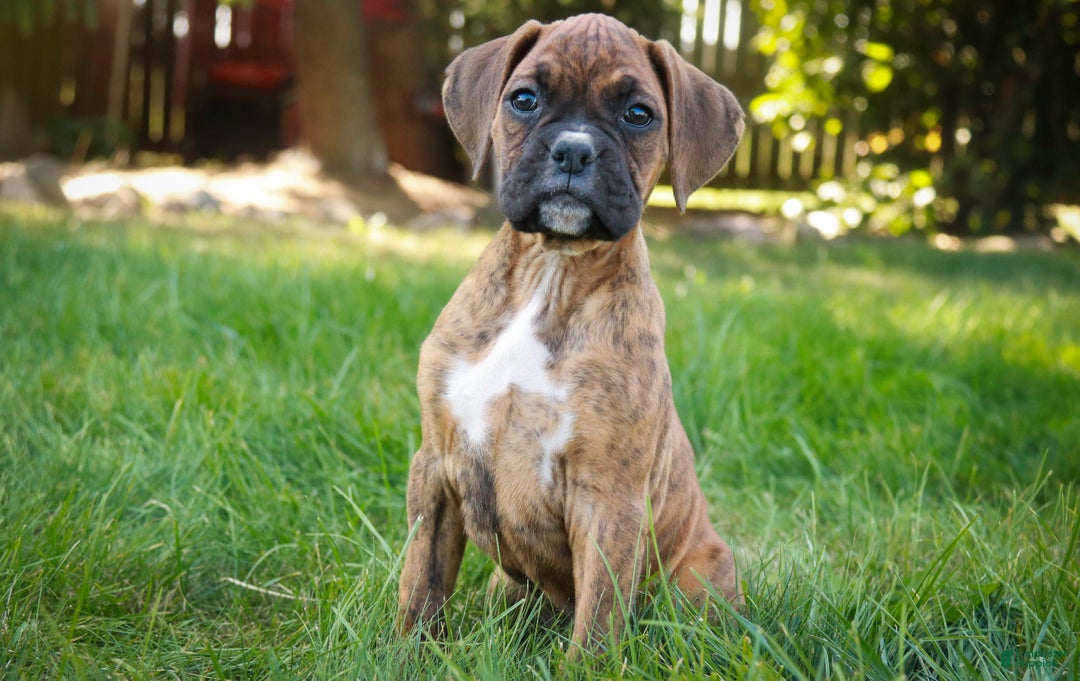 Boxer dogs for sale: Gemma - Ad 5