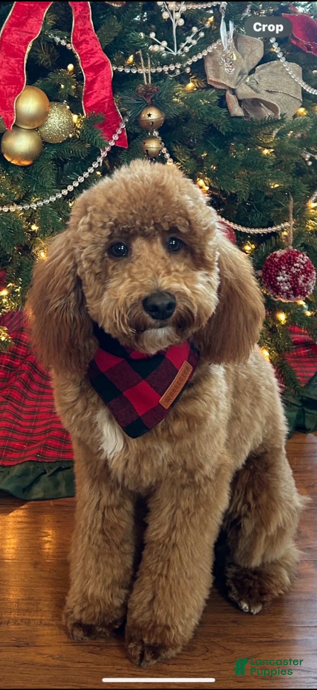 Mini Goldendoodle dogs for sale: Billy - Ad 5