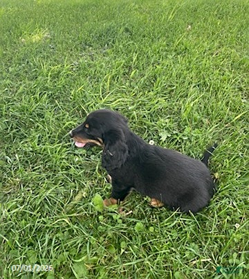 Miniature Dachshund dogs Apple - Ad 2