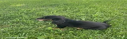 Miniature Dachshund dogs for sale: Apple - Ad 2