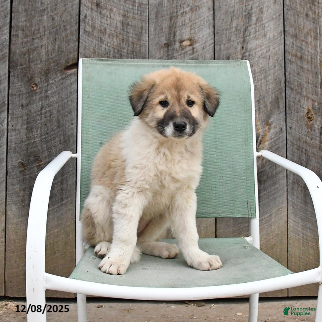 Mixed Breed dogs for sale: Lily - Ad 1