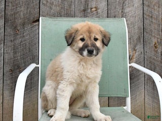 Mixed Breed dogs Lily - Ad 38